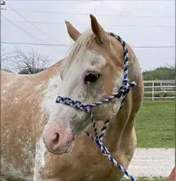 Apollo hooves haven rescue horse adoption
