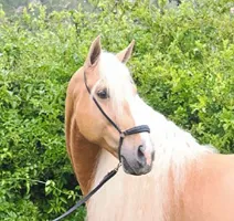 Aurora hooves haven rescue horse adoption