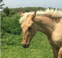 Finnley hooves haven rescue horse adoption
