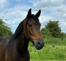 Lila hooves haven rescue horse adoption