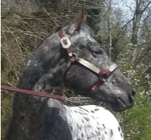 Luna hooves haven rescue horse adoption