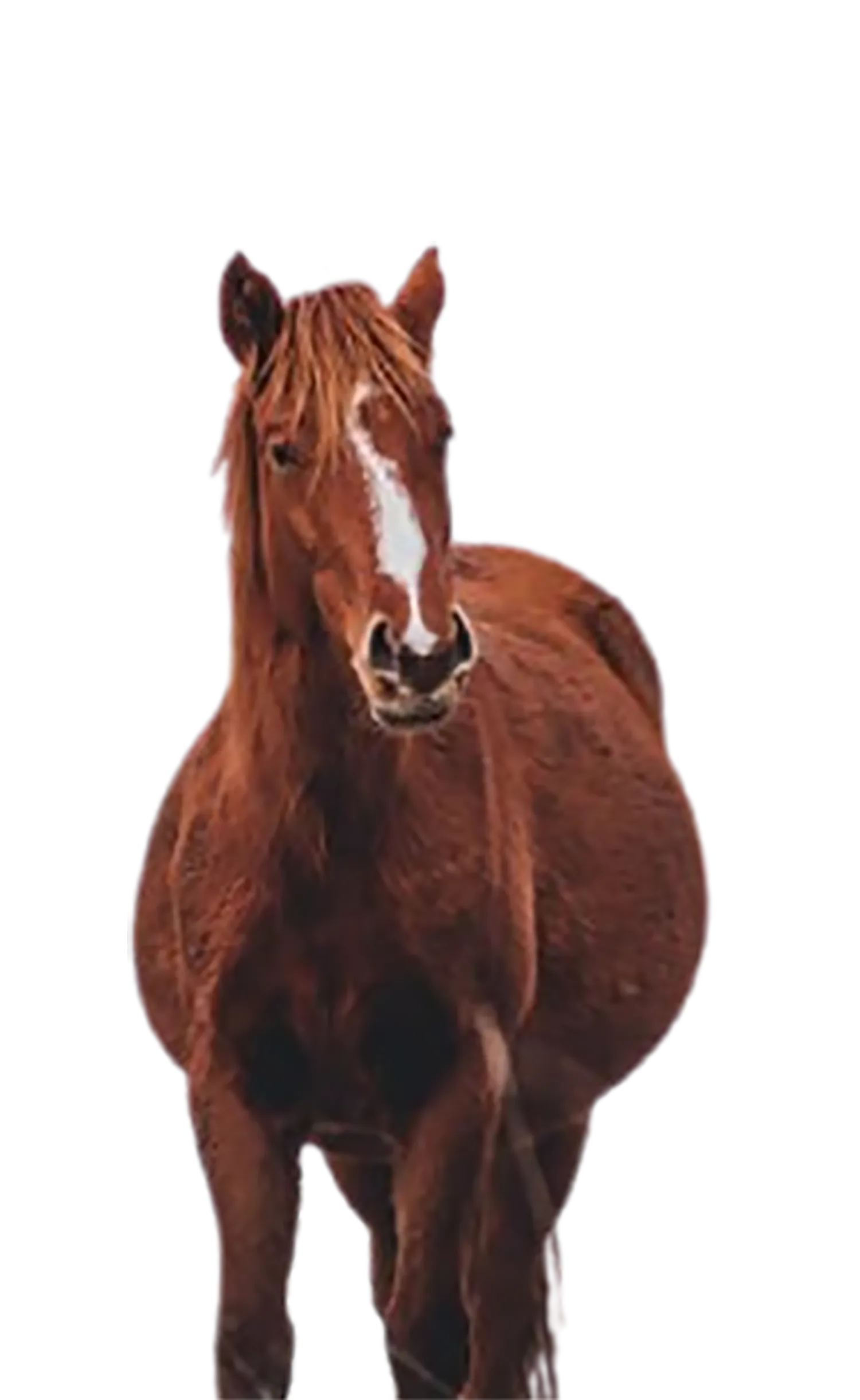 hooves haven rescue -Adopt a Rescue Horse Today