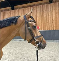 willow hooves haven rescue horse adoption